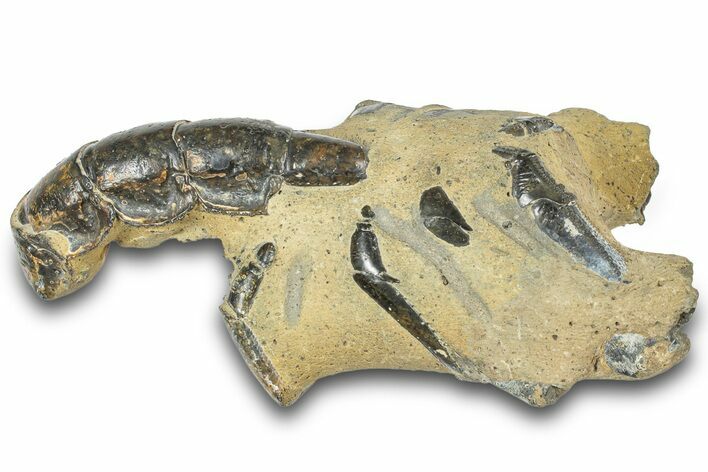 Fossil Mud Lobster (Thalassina) - Gunn Poin, Australia #307725